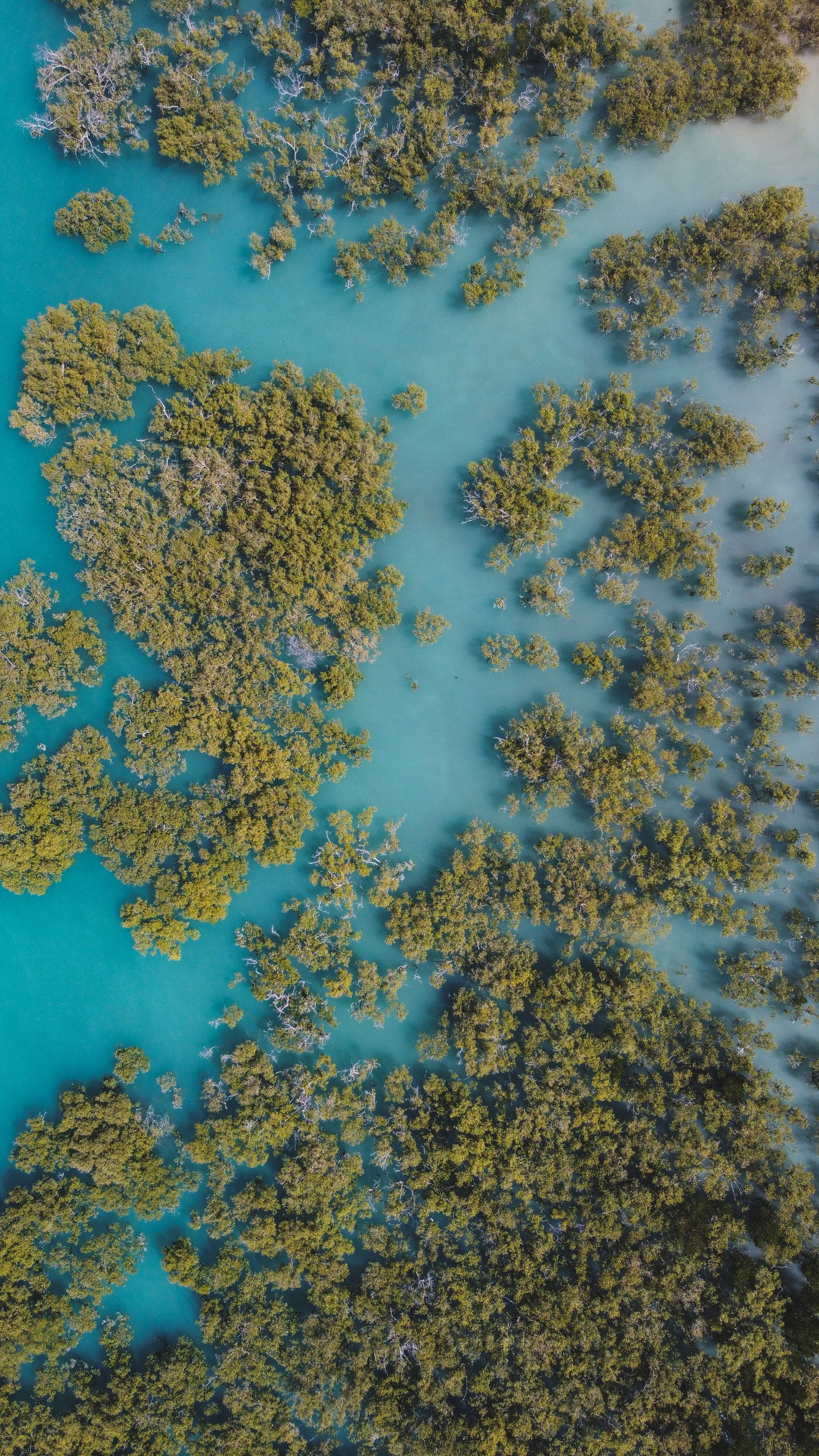 Mangrove paradise